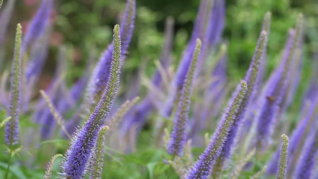 Violet Veronicastrum flowers blowing in the wind in summer.