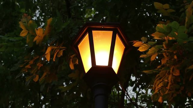street light under trees at night