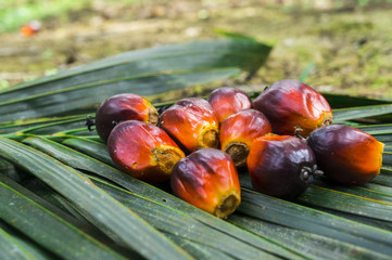 Close up palm oil seed on green leaf background. Selective focus.