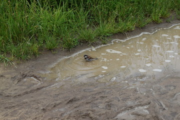 Spatz beim Baden