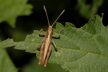 Nahaufnahme einer Feldheuschrecke, Grashüpfer
