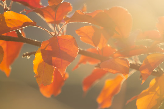 Red and orange leaves ona tree branch in the fall season, background