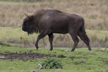 european bison, wisent, buffalo, Bison bonasus, walking and laying scene