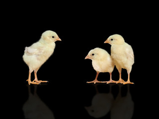 Chickens on black background. The concept of communication, growing up