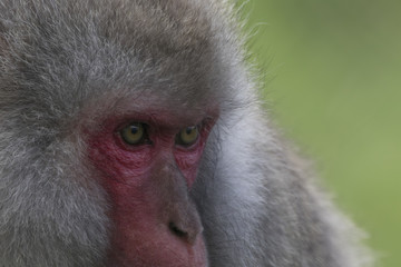 Obraz premium snow monkey, Japanese macaque, Macaca fuscata