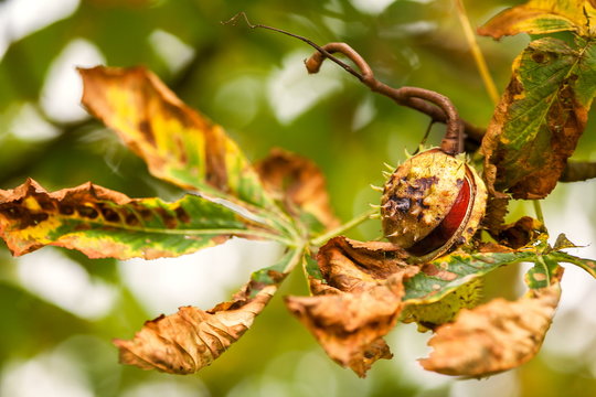 Simply autumn time with chestnut fruit, season, colors and background