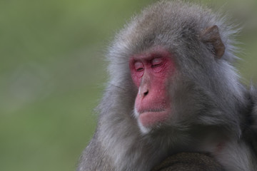 snow monkey, Japanese macaque, Macaca fuscata