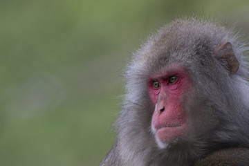 snow monkey, Japanese macaque, Macaca fuscata
