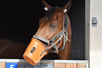 tête de cheval
