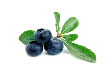 Blueberry. Two fresh blueberries with leaves isolated on white background. With clipping path.