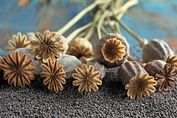 Dried poppy heads and seeds, closeup