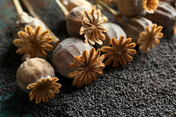 Fototapeta na wymiar Dried poppy heads and seeds, closeup