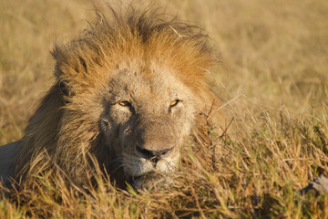 Obraz na płótnie Canvas African lion, Botswana, Africa