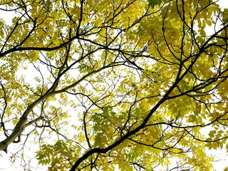 Fototapeta premium tree