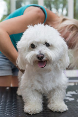 Grooming smiling white Bolognese dog. Dog is standing on the grooming table and is looking at the camera. Vertically. 