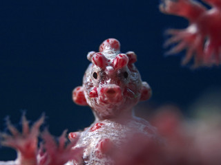 Fototapeta premium Pygmy Seahorse, Zwergseepferdchen (Hippocampus bargibanti)