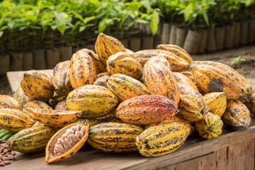 Fototapeta premium Cocoa beans and cocoa pod on a wooden surface.