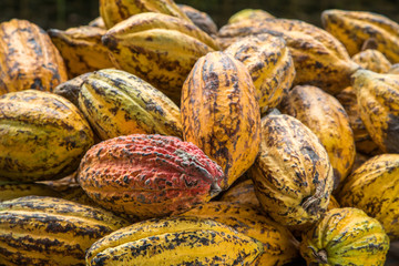 Cocoa beans and cocoa pod on a wooden surface.