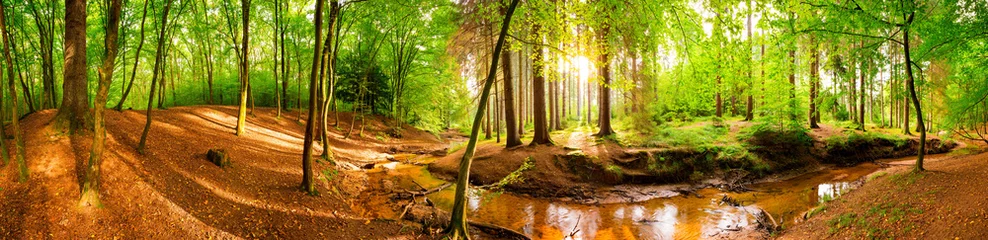 Zelfklevend Fotobehang Beautiful forest panorama with sun and brook © Günter Albers