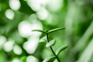 Crassula indoor plant green close up