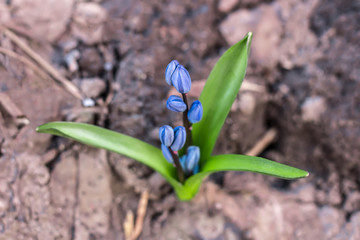 Scilla flower blue spring forest close up