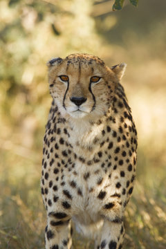 Cheetah portrait, Botswana, Africa