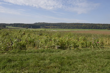 landschaft, natur, feld, blume, wiese, gras, green, bunt, farbe,wald, baum, hauptstrasse, himmel, blau, acker, bunt, herbst, land, ackerbau, bäuerlich, gegend, cloud, europa
