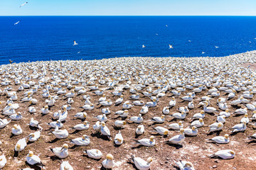 Overlook of white Gannet bird colony nesting on cliff on Bonaventure Island in Perce, Quebec, Canada by Gaspesie, Gaspe region