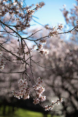 almond tree flowers