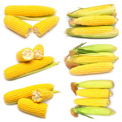 Corn with skin or without skin isolated on white background. A collection of corn. Top view, flat