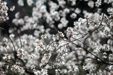 almond tree flowers in early spring, madrid, spain