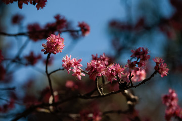almond tree and cherry tree blossom, madrid, spain