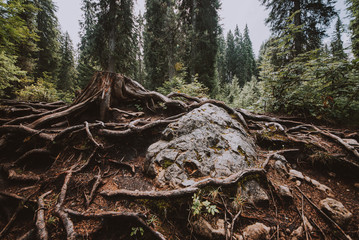 complex tree root in the forest