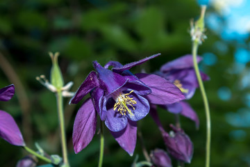 Bell flower purple spring flowerbed