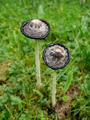 shaggy mane