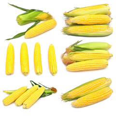 Corn with skin or without skin isolated on white background. A collection of corn. Top view, flat