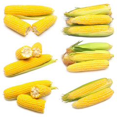 Corn with skin or without skin isolated on white background. A collection of corn. Top view, flat
