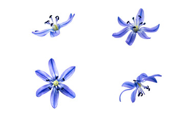 Scilla snowdrop flower isolated set on white