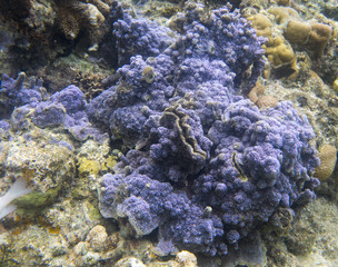 Encrusting blue coral