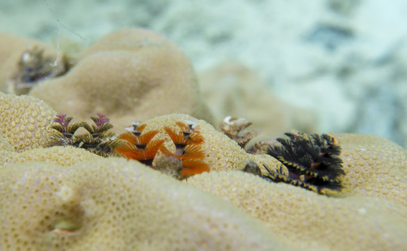 Christmas worms on a coral in Indonesia