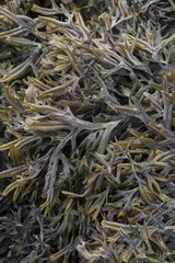 Closeup of Seaweed