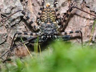Amazing spider Amblypygi. Macro photography, wildlife