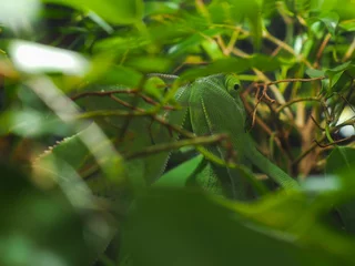 Acrylglasbilder Chamäleon Green chameleon hid among the leaves so green  © kozorog
