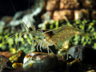 Amano shrimp in the aquarium. Portrait. Macro