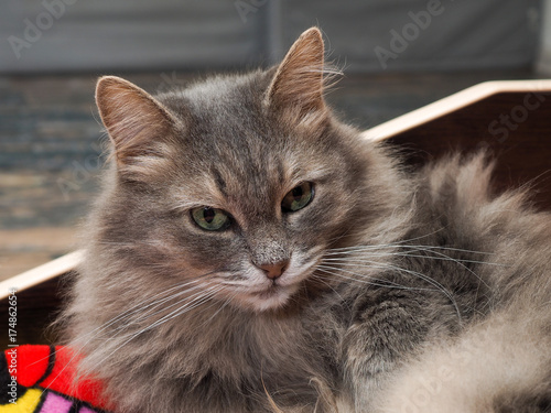 Pensive Portrait Of A Gray Cat With Green Eyes Stock Photo And