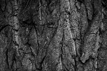 Abstract grunge black and white bark background
