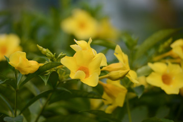  Close up of yellow flower, Golden Trumpet, Allamanda cathartica, on green leaves blurred green background
