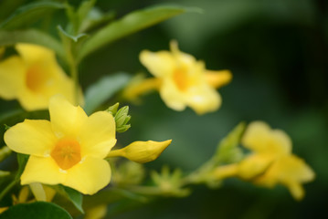 Fototapeta na wymiar Close up of yellow flower, Golden Trumpet, Allamanda cathartica, on green leaves blurred green background