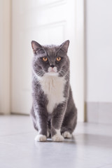 Gray British shorthair cats, indoors