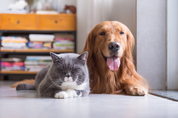 British shorthair cats and Golden Retriever